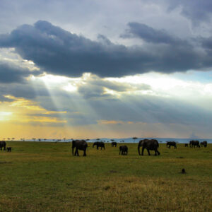 WONDERS OF OUR PLANET, Beauty of wildlife by Camille Massida Photography